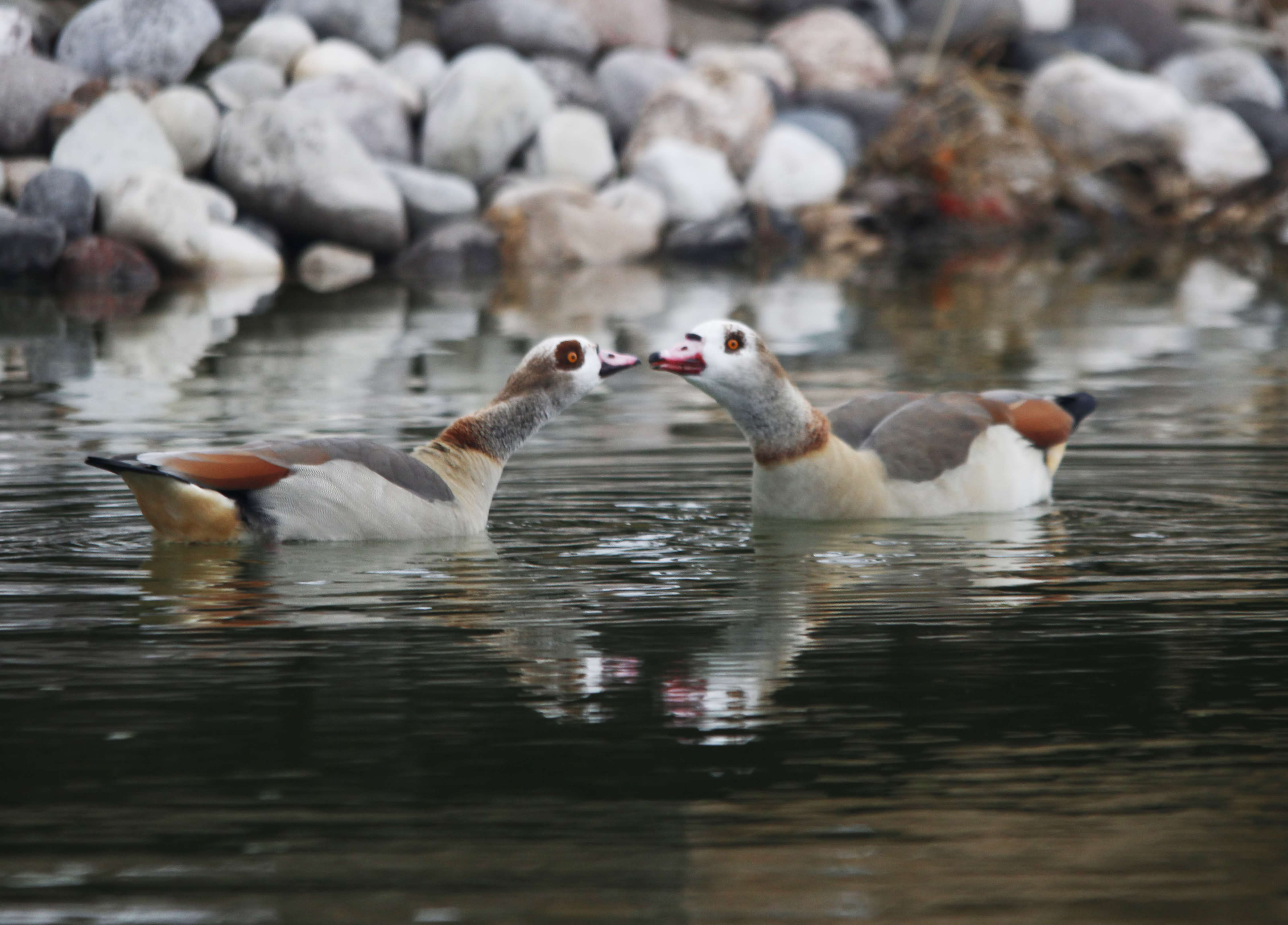 Egyptian Goose